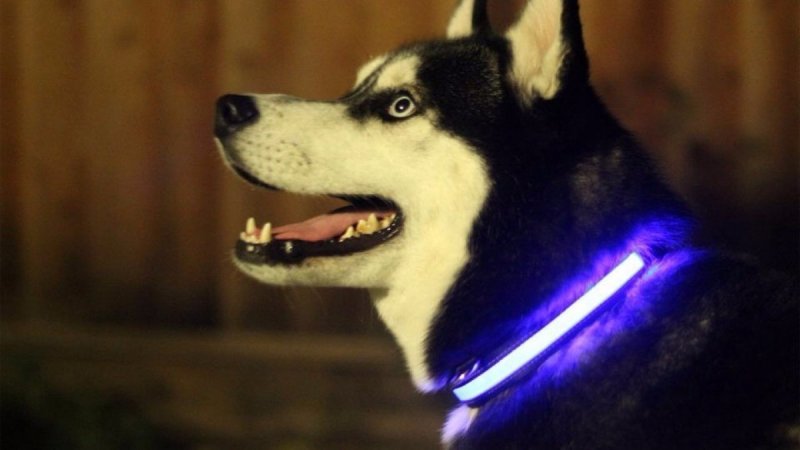 collar-leds-para-perros