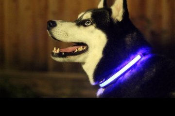 collar-leds-para-perros