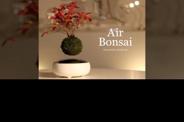 air-bonsai-el-primer-bonsai-flotante-con-levitacion-magnetica